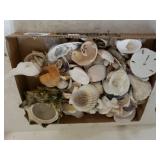 Assorted Shells