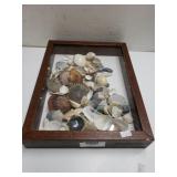 Shadow Box Of Shells