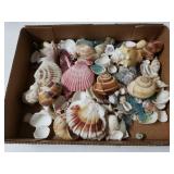 Assorted Seashells