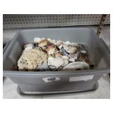 Assorted Seashells