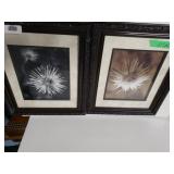 Black/white  & Colored Flower Photo Pictures