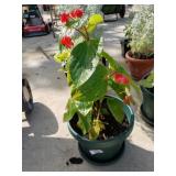 Plant