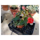Plant