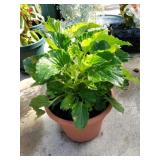 Plant