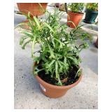 Artemisia Plant