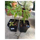 1 Cilantro And 1 Sage Plants