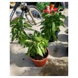 Coleus Plant