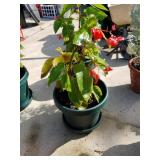 Plant