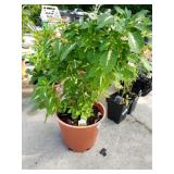 Coleus Plant