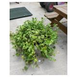 Decorative Plant