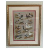 Waterfowl Identification By Maryland Artist John