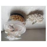 Decorative Coral & Shells