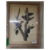 Vintage Picture Of Ivory Billed Woodpecker