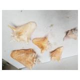 Decorative Seashells