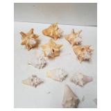 Decorative Seashells