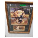 Yellow Labrador Picture