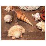 Nautical Collection of Shells Etc.