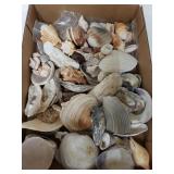 Large Assortment Of Sea Shells