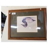 Dudley Canvasback From The Collection Of Dr.