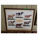 Dairy Breeds Picture