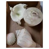 Sea Shell, And Bathroom Decor