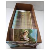 Vintage Cloudy The Chincoteague Pony Postcards