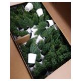 IKEA Mini Spruce Trees(2 Large Boxes)