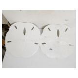 Sand Dollar Wall Art