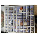 Display Shelf Full Of Seashells