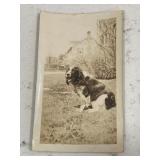 Antique Dog Showing Pedigree Card Photo of
