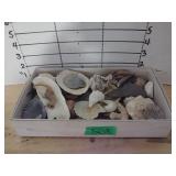 Box Of Shells
