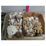 Misc Seashells- Starfish, Sand Dollars & More