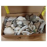 Seashells And Stones