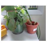 Plant Pots and plants