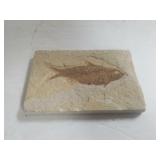 Knightia Eocene Age Green River Formation