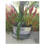 Dale Earnhardt Jr. planter and tray with plants