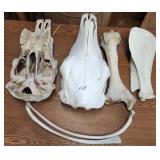 LG Assortment Of Animal Bones