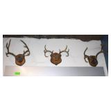 (3) Whitetail Deer Antler Trophy Mounts