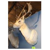 Fallow Deer Head Trophy Mount