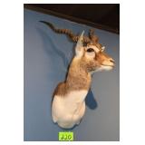 Blackbuck Head Trophy Mount