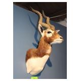 Blackbuck Head Trophy Mount