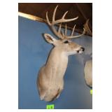 Whitetail Deer Head Trophy Mount
