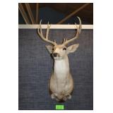 Muledeer Head Trophy Mount