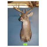 Whitetail Deer Head Trophy Mount