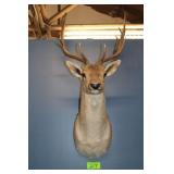 Fallow Deer Head Trophy Mount