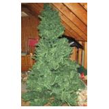 Christmas Tree No Lights