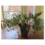 Live Jade Plant