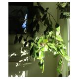 Live Hanging Plant