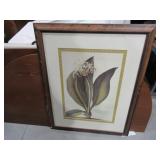2 Framed Botanical Prints Frames Damaged