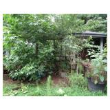 Large Lot Planters Take What You Want